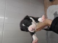 Camada american Stanford