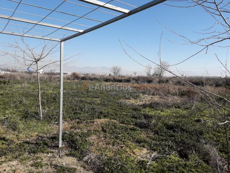 Vendo huerto fértil en la comarca de l Vega de Granada