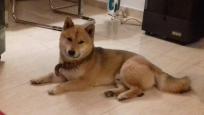 Ofrezco shiba inu para montas