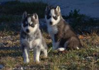 Perritos Husky Siberianos