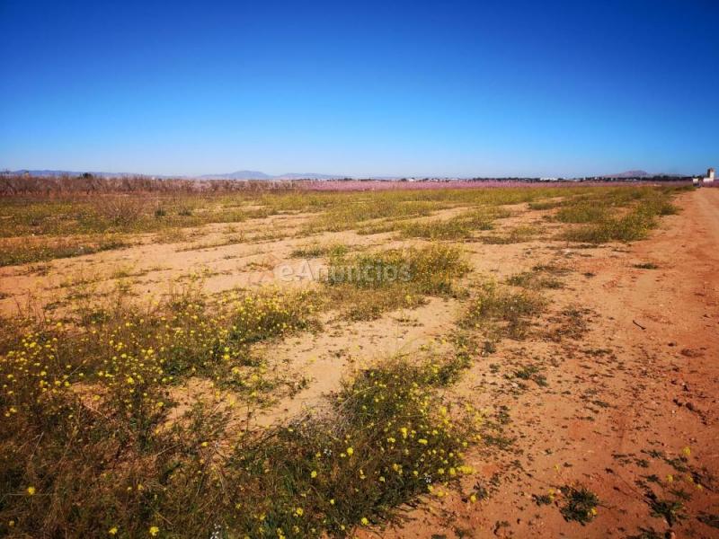 Venta de 2 fincas en la aljorra