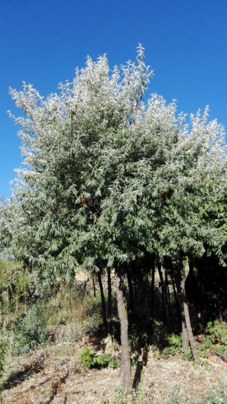 Venta de árboles para sombra