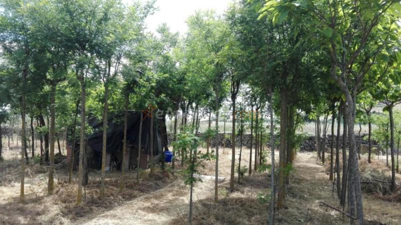 Venta de árboles para sombra