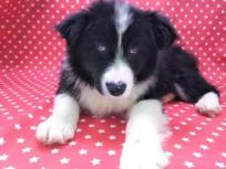 Cachorro Border Collie Macho
