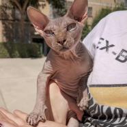 Vendo gato sphynx tacto goma