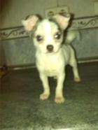 Precioso chihuahua macho