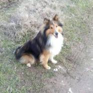 Pastor shetland o shelties