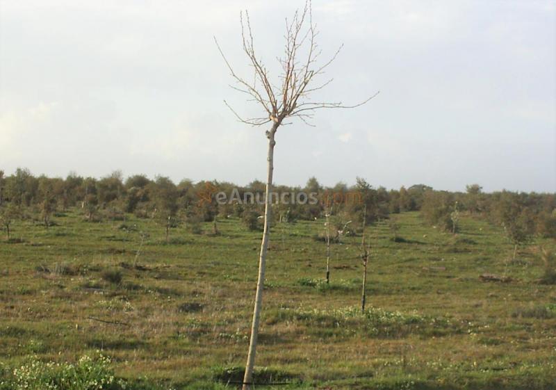 Vendo finca con Movilhome