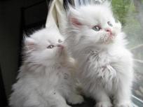 Camada de gatitos Persas