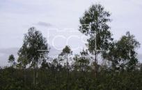 Venta de Finca de 1.587 ha en Cabezas Rubias (Huelva)