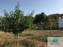 Parcela Rustica en venta en  Mijas Golf, Mijas