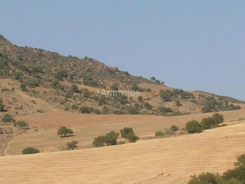 Parcela Rustica en venta en  PAGO LA FISCALIA, Alora