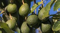 Oportunidad finca de aguacates en producción – jete