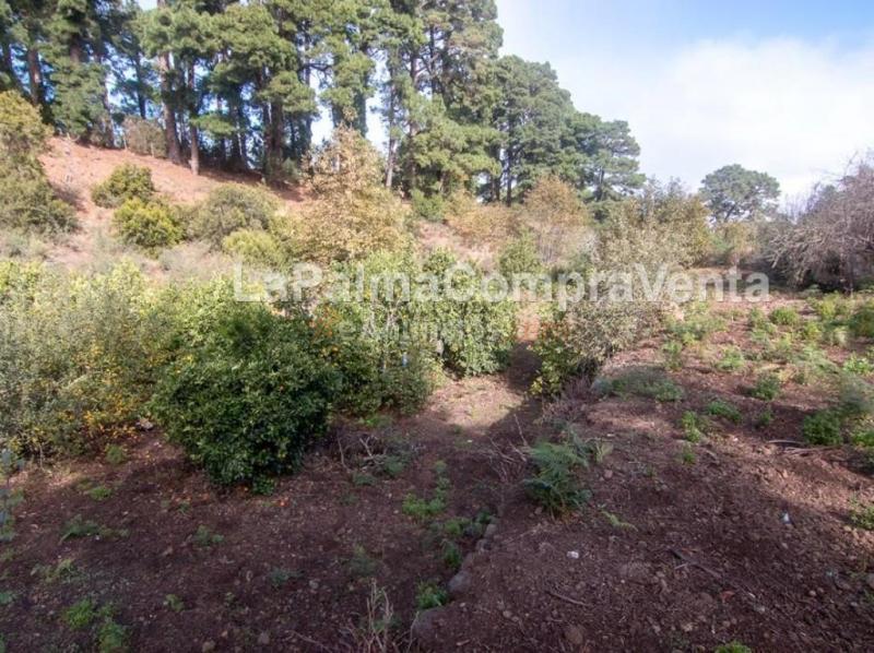 Suelo rústico en Venta en Roque Faro Santa Cruz de Tenerife