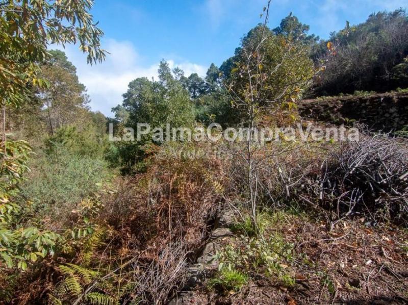 Suelo rústico en Venta en Roque Faro Santa Cruz de Tenerife