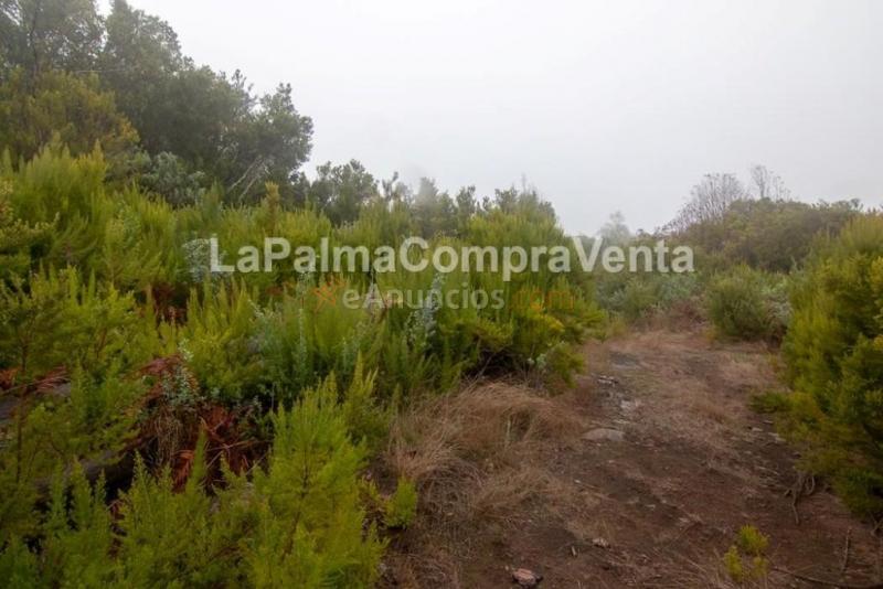Suelo rústico en Venta en Roque Faro Santa Cruz de Tenerife