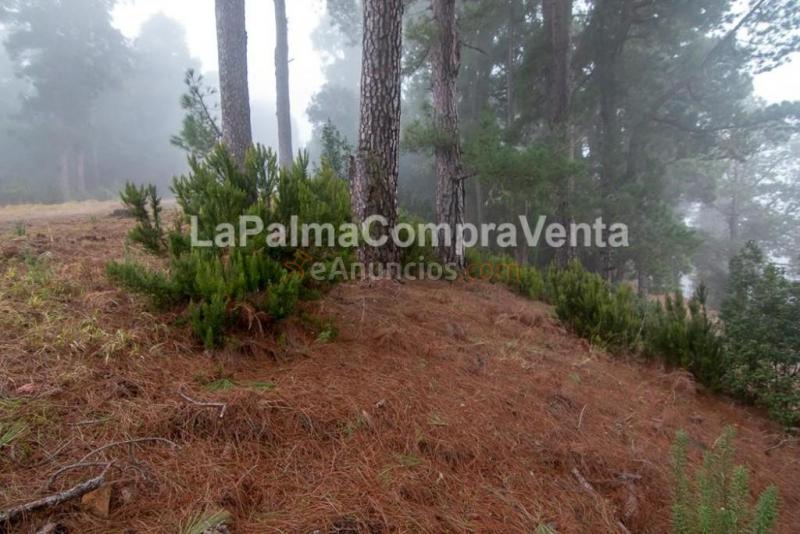 Suelo rústico en Venta en Roque Faro Santa Cruz de Tenerife
