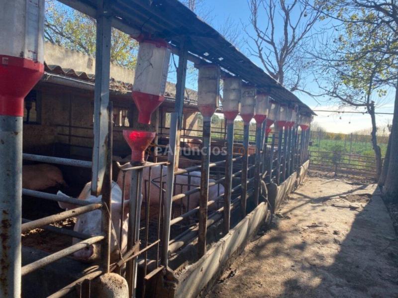 Granja en pleno funcionamiento cerca de Torreblanca