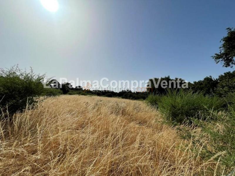 Suelo rústico en Venta en Roque Faro Santa Cruz de Tenerife