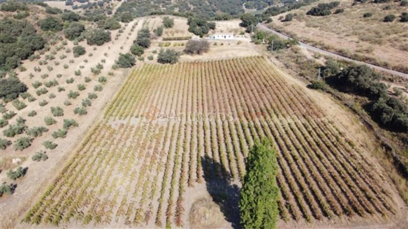 Suelo rústico en Venta en Ronda Málaga