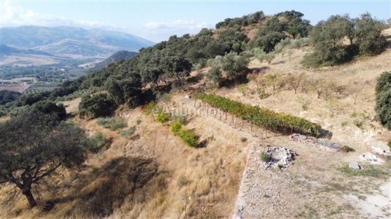 Suelo rústico en Venta en Ronda Málaga