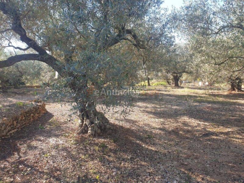 Terreno en Codonyol - Alcanar