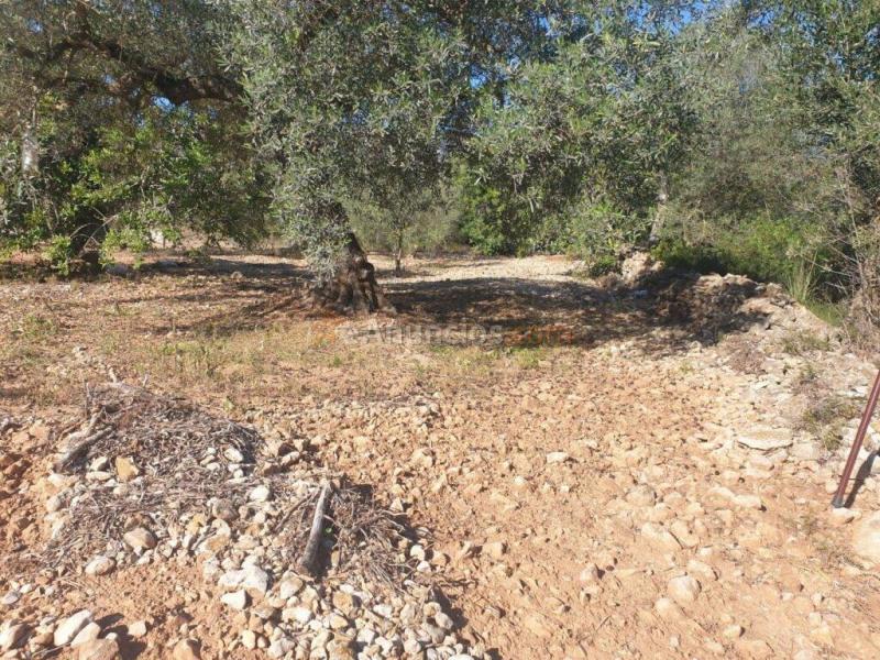 Terreno en Codonyol - Alcanar