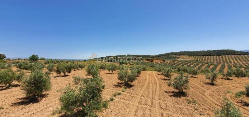 Venta finca Rustica con olivos