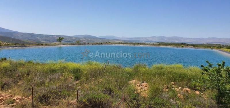 Venta finca Rustica con olivos