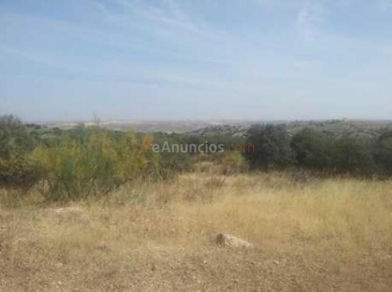 Parcela en Montesión