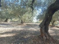Terreno  en Sant Carles de La Rapita